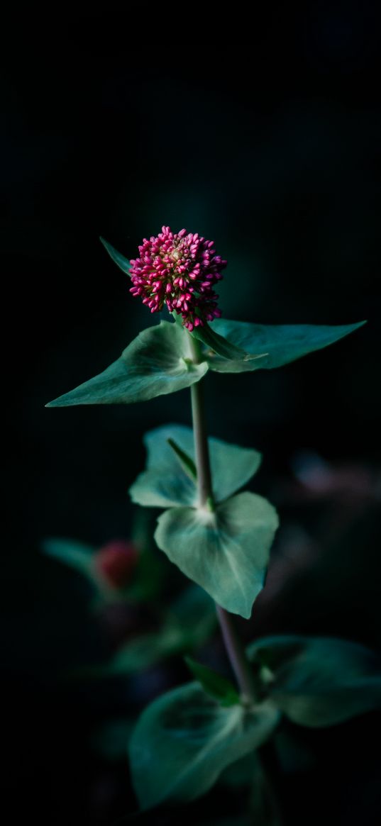 flower, macro, plant, focus