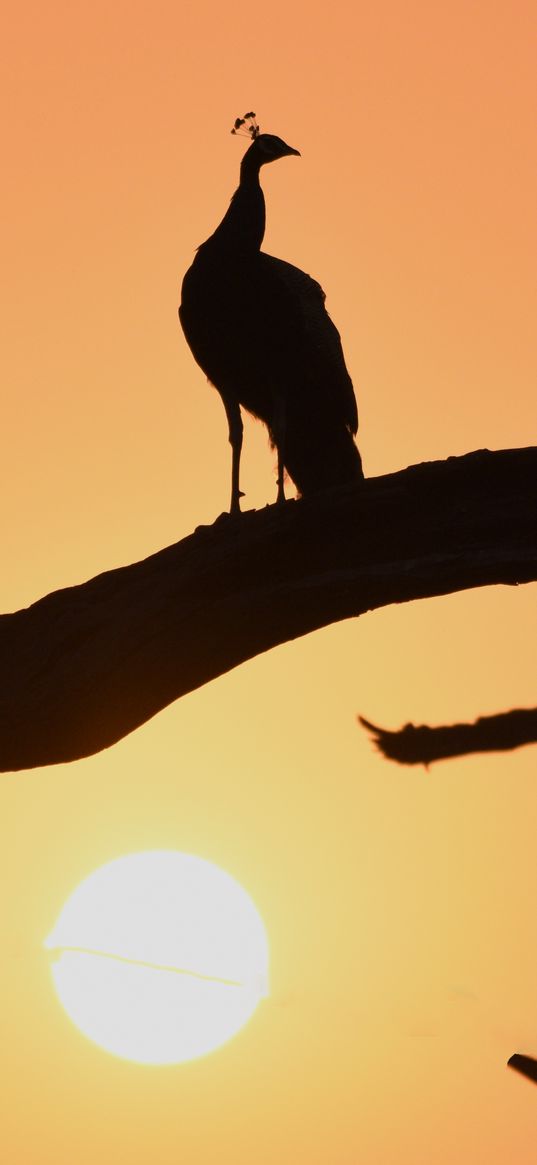 peacock, bird, silhouette, sunset, branch