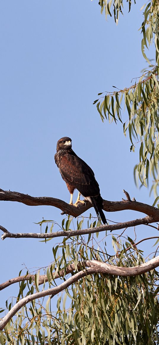 kite, bird, predator, beak, branch