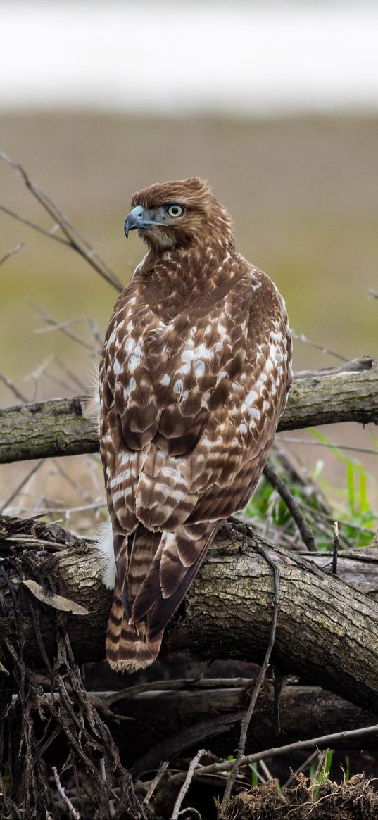 red-tailed hawk, hawk, bird, predator, branches