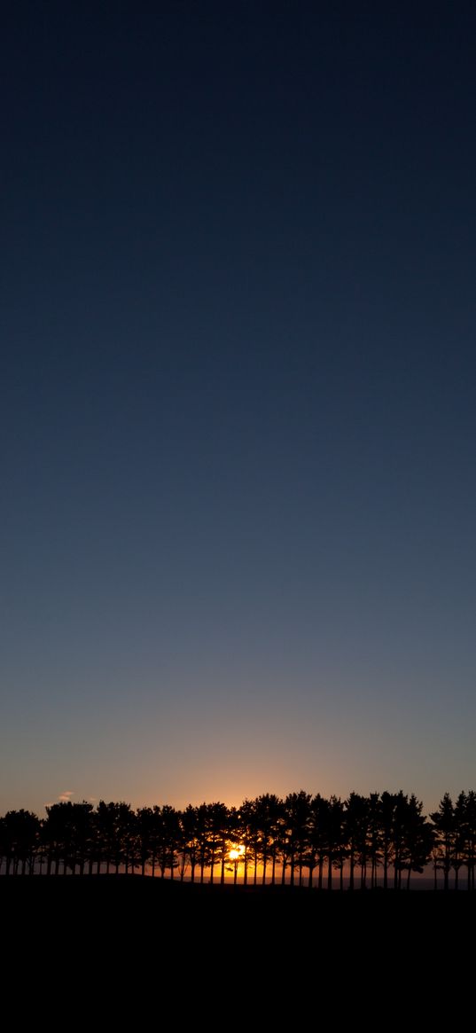 sunset, spruce, trees, sky, sun