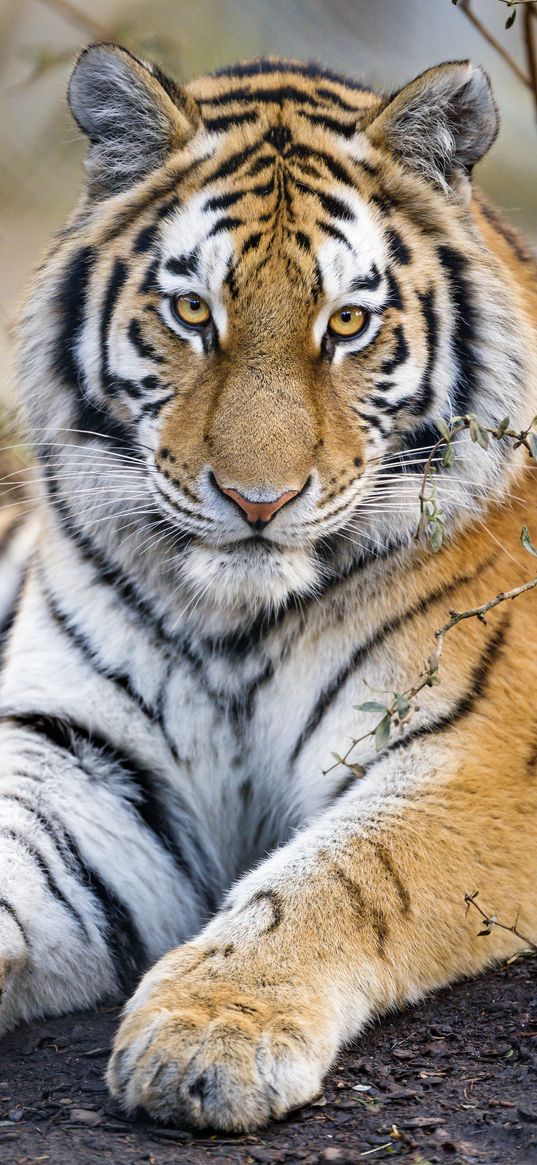 tiger, predator, muzzle, big cat, glance, paws