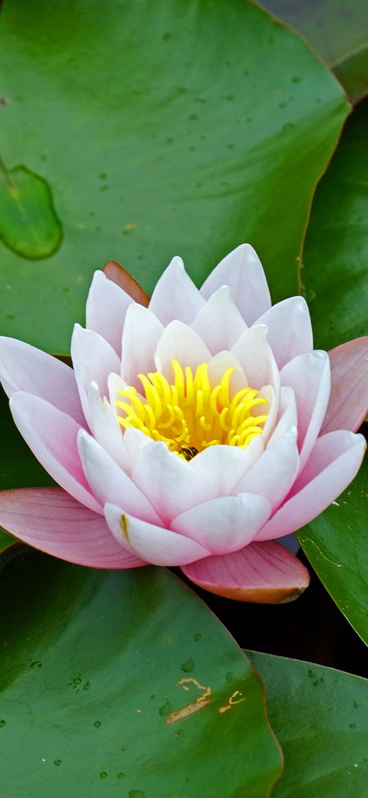 water lily, flower, leaves, petals, bloom