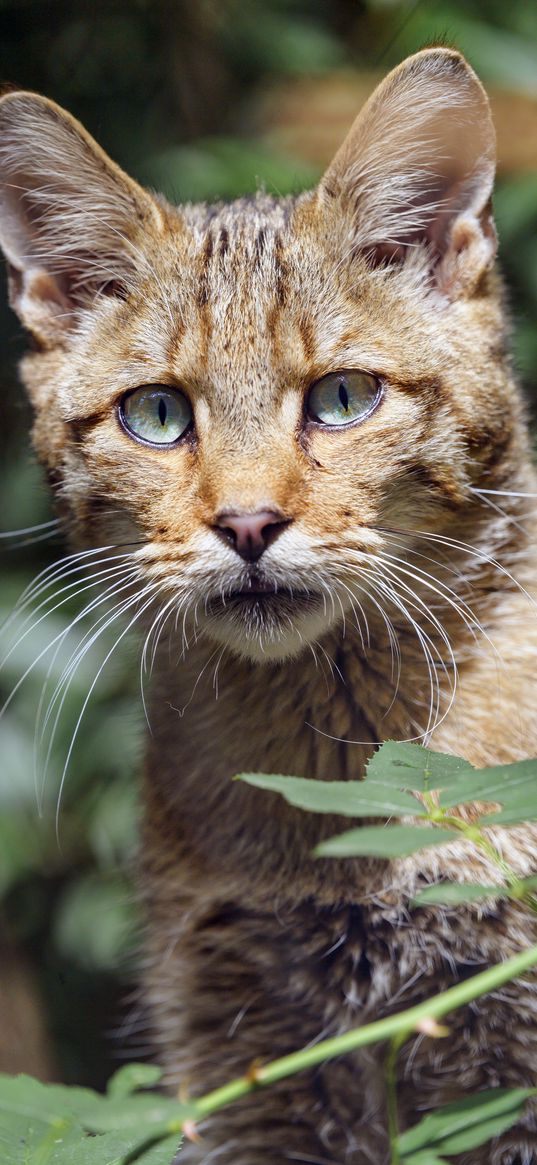 wild cat, cat, glance, grass, muzzle