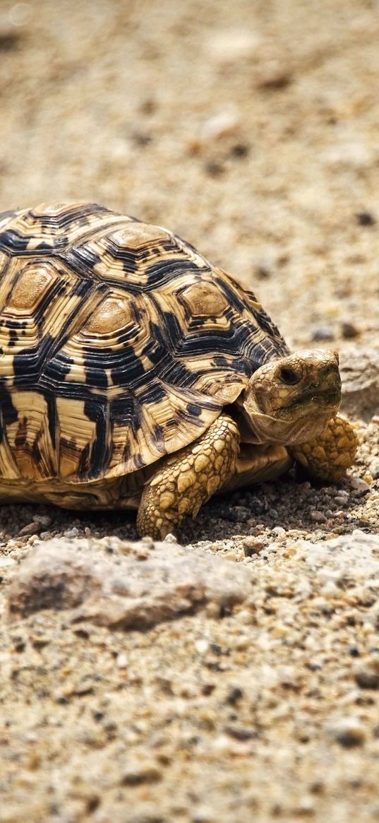 turtle, shell, sand, animal, pebbles