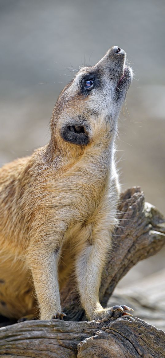 meerkat, rodent, animal, profile