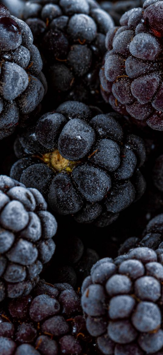 blackberry, berry, fruit, macro