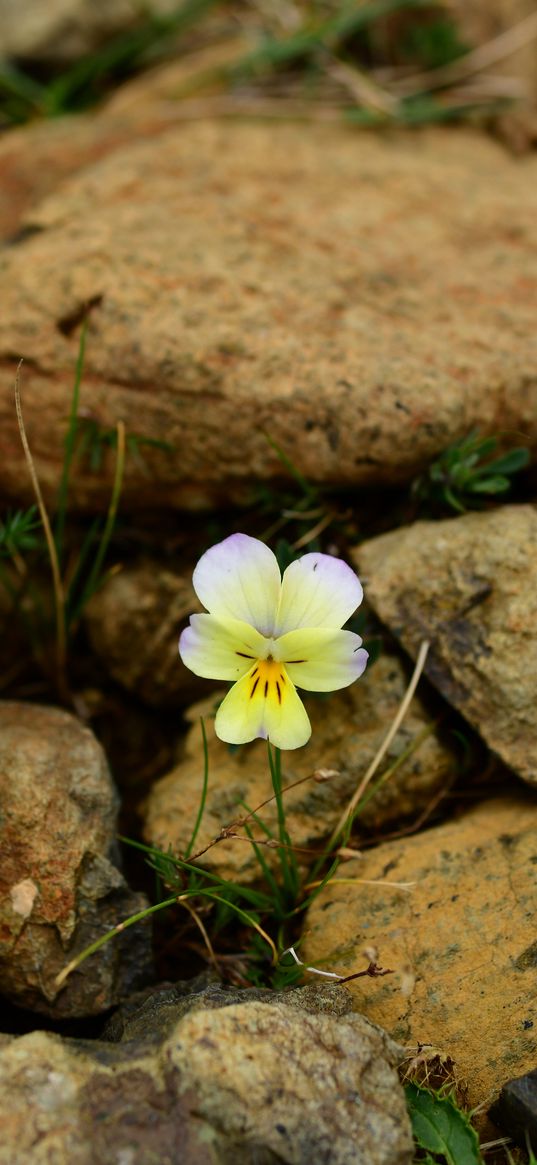 myosotis, flower, bloom, macro, stones