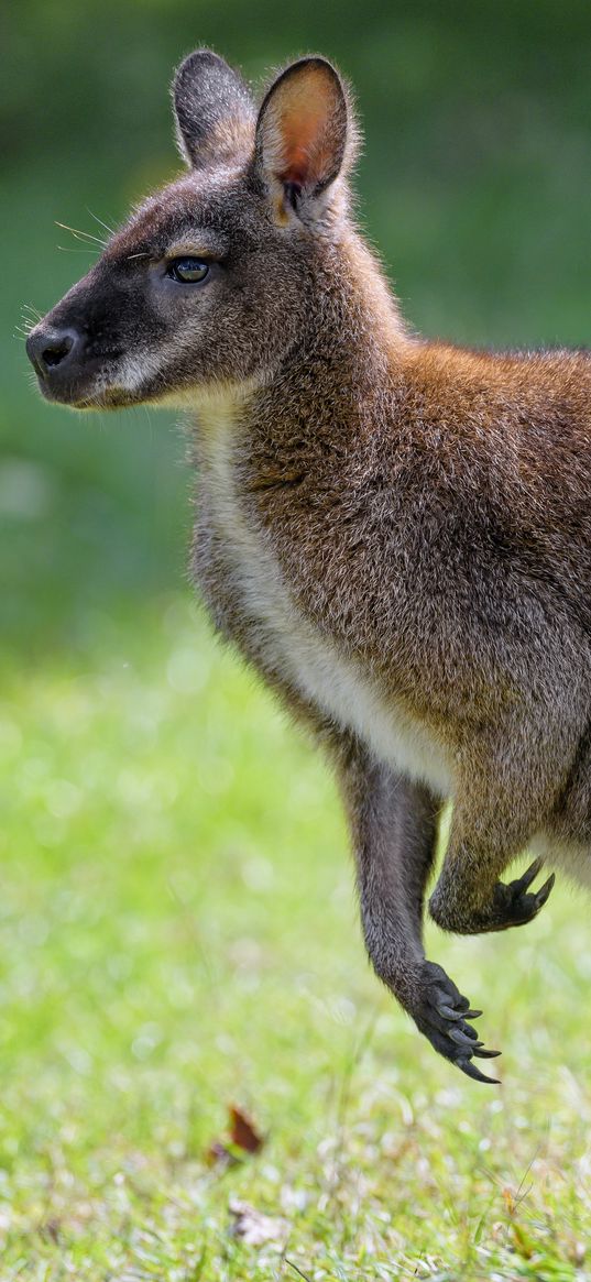 kangaroo, animal, profile, grass