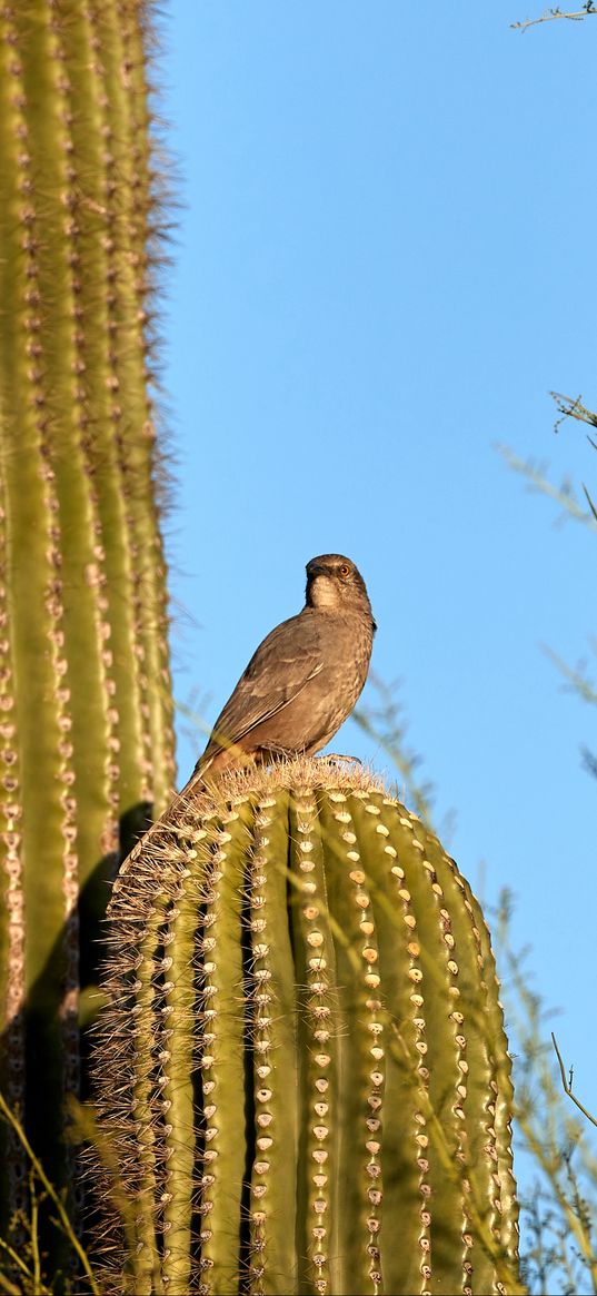 bird, cactus, thorns, sky