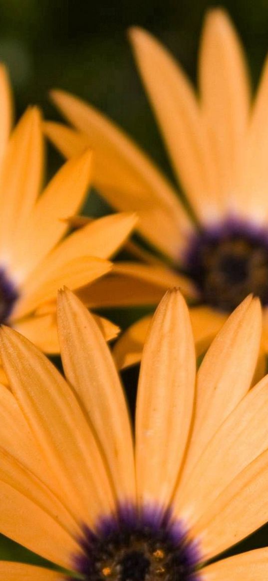 flowers, petals, three, yellow