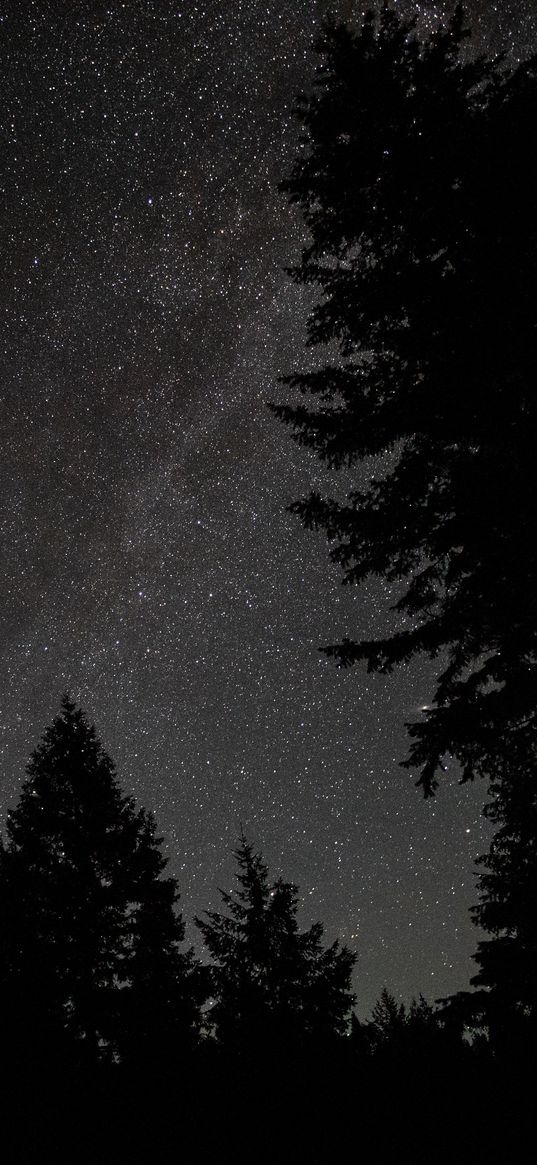 spruce, night, stars, starry sky, silhouette