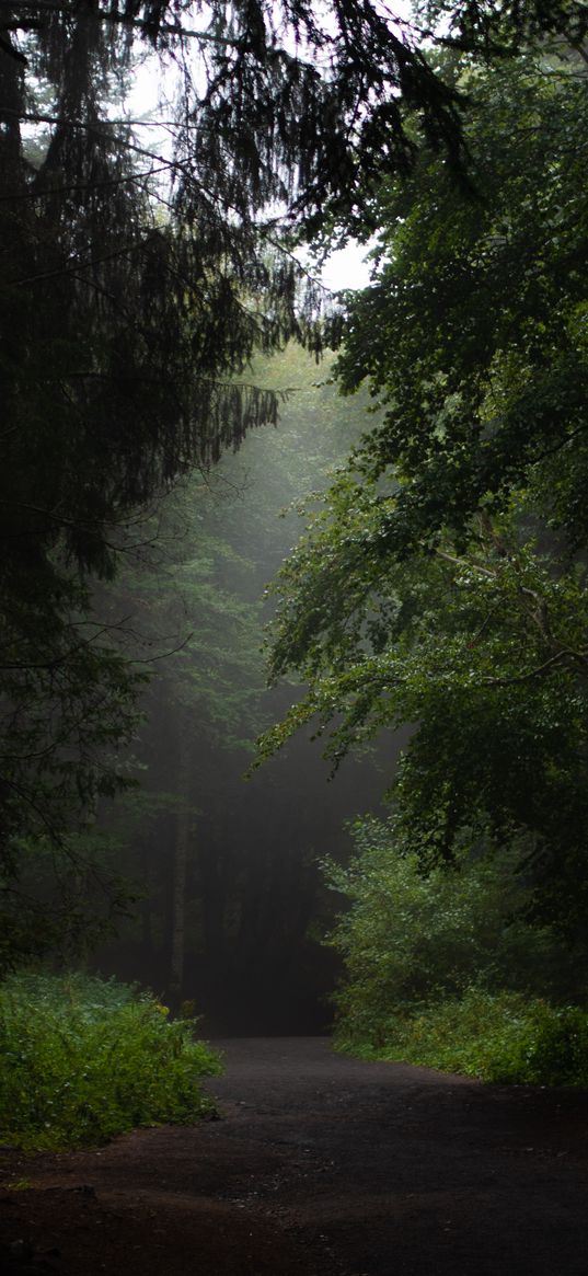 forest, road, path, trees, bushes