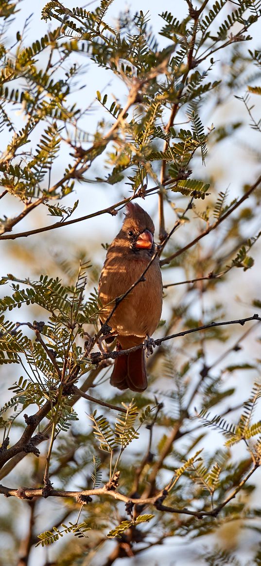 red cardinal, cardinal, bird, branches