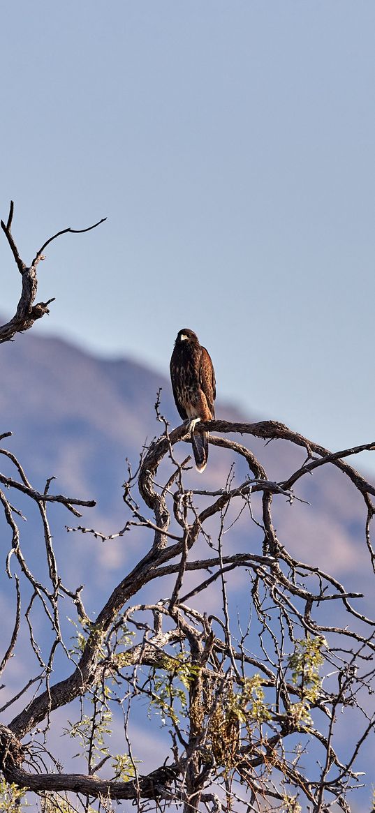 kite, bird, predator, branches, bushes, mountains