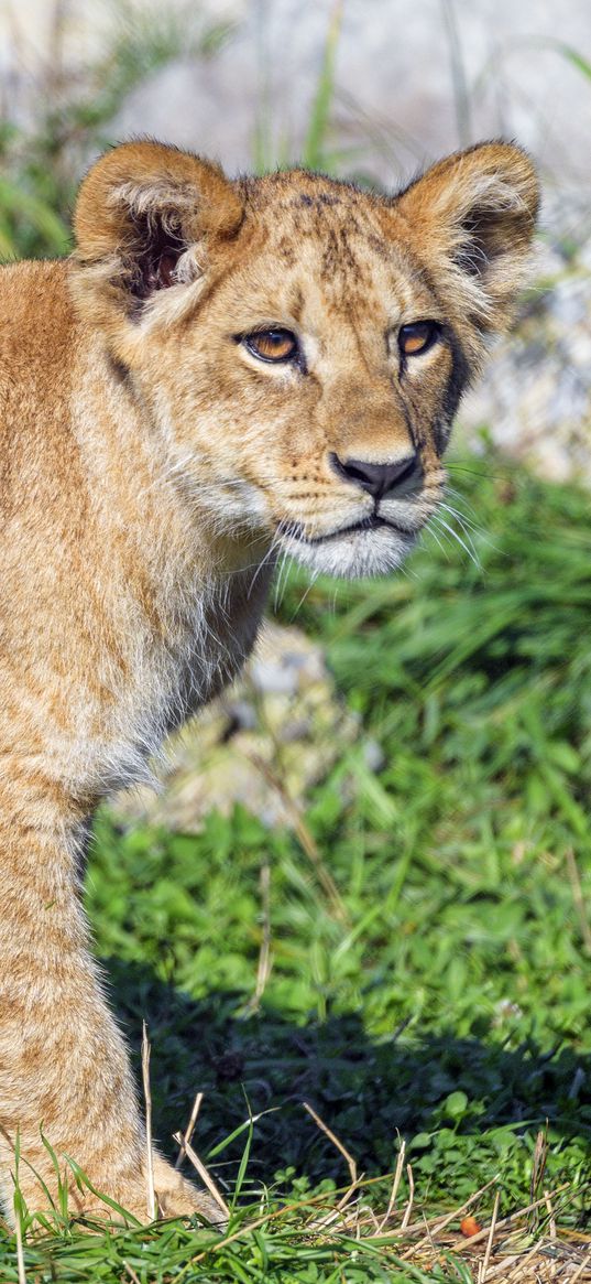 lion cub, lion, predator, cub, grass