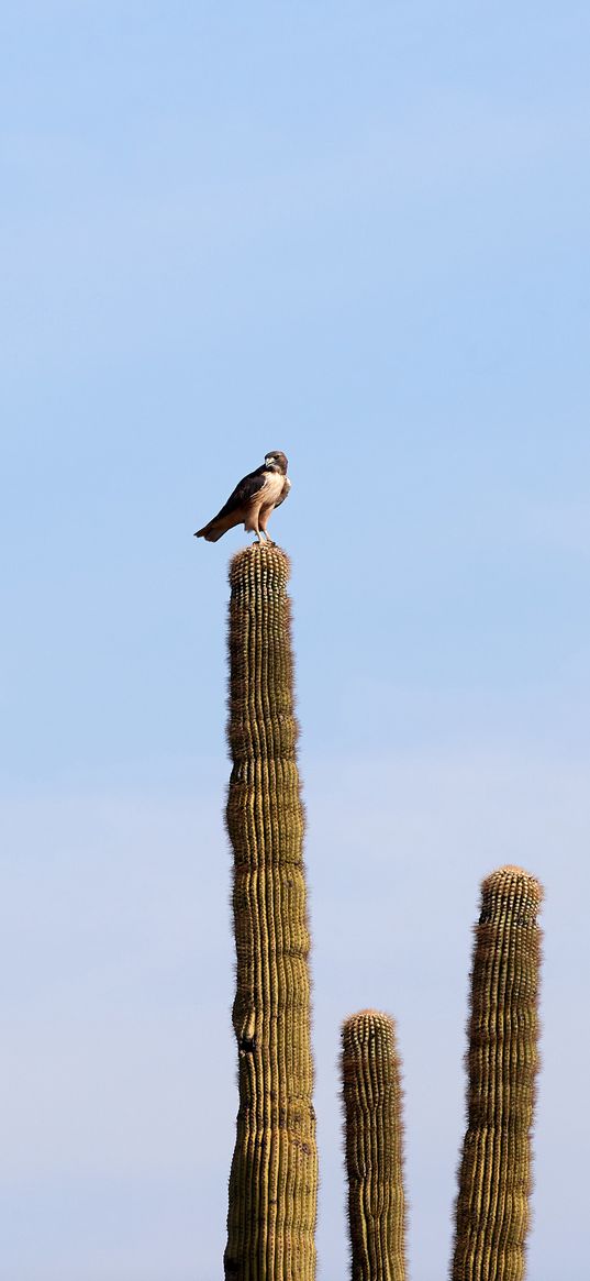 falcon, predator, bird, cactus, sky