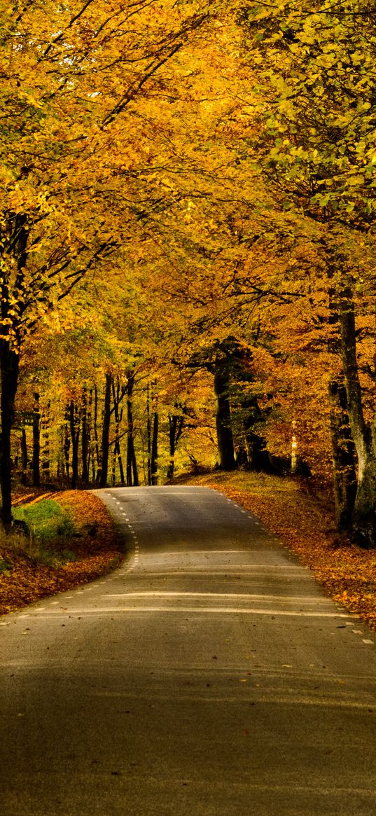 road, alley, trees, autumn, distance