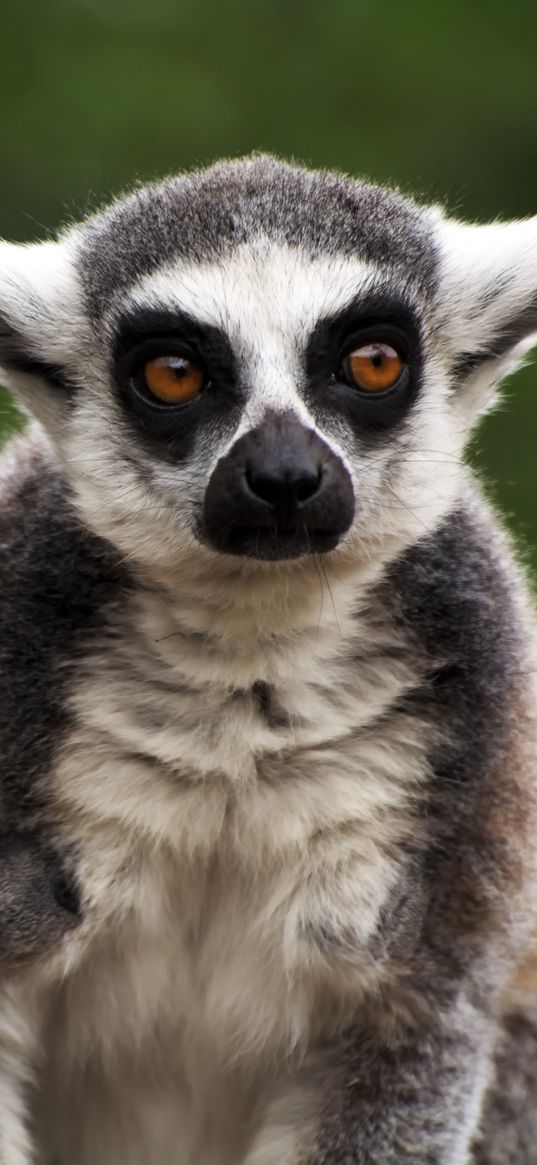 lemur, animal, glance, funny, focus