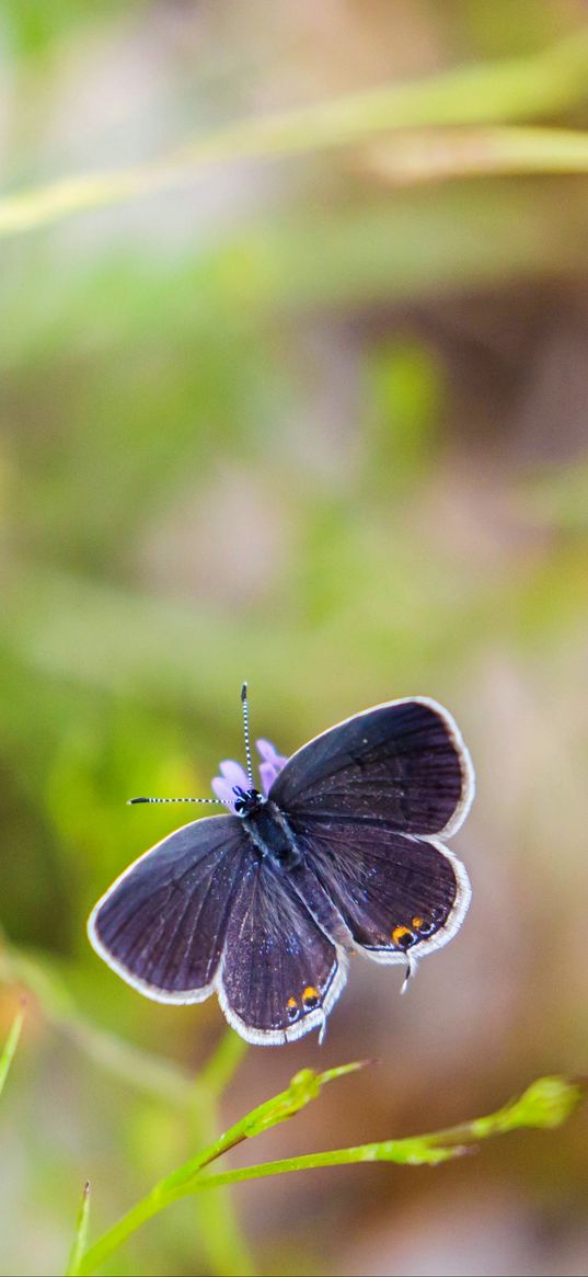 butterfly, wings, focus, macro