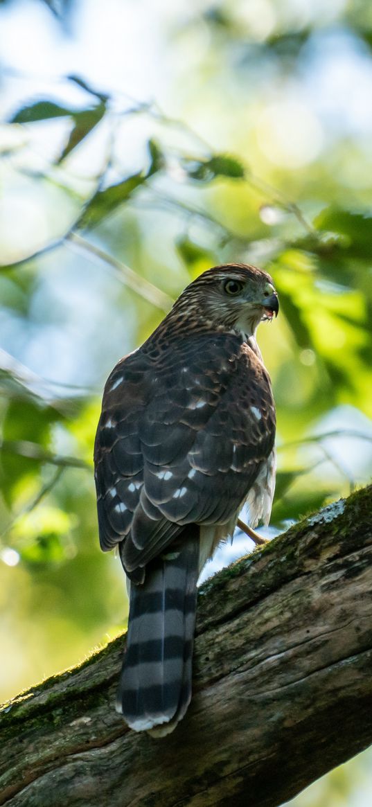 kite, predator, bird, tree, branches