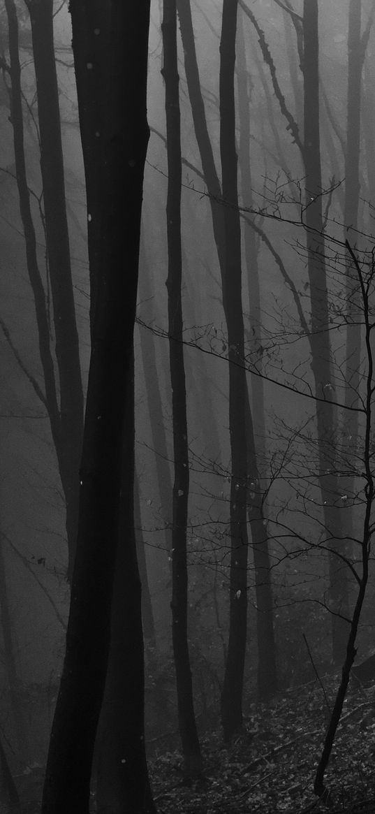 trees, bw, forest, pillars