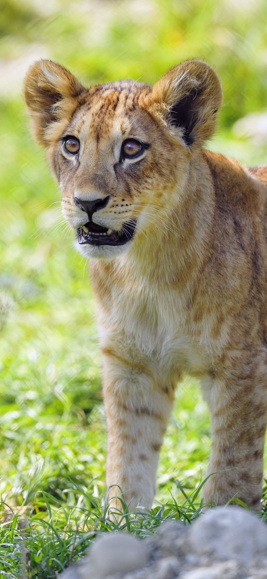 lion cub, cub, glance, predator