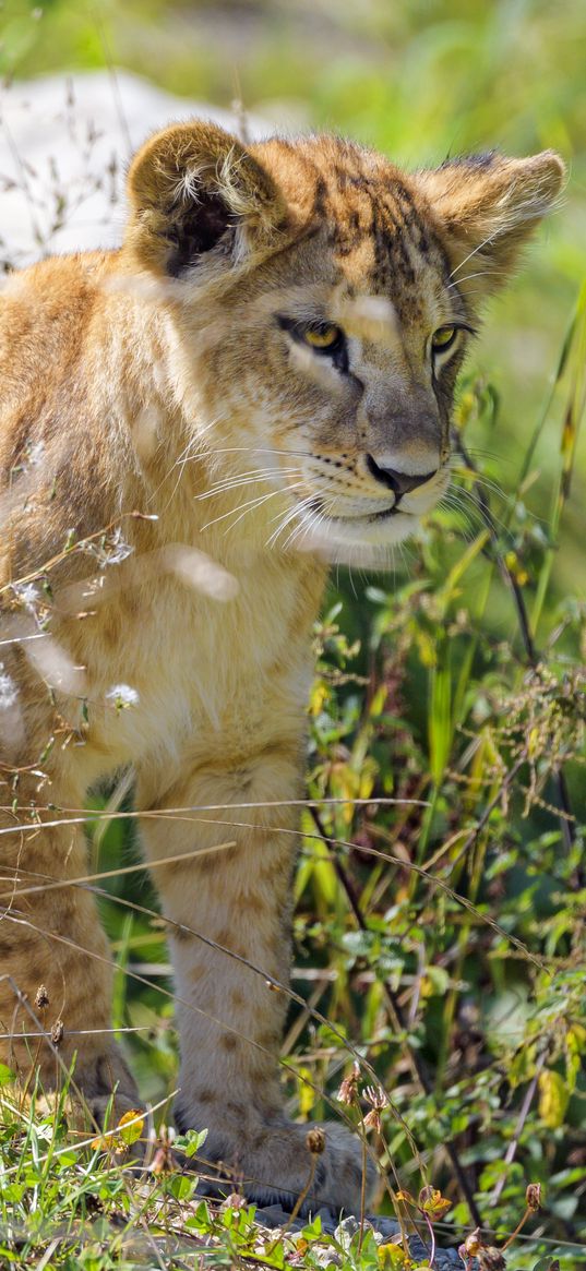 lion cub, cub, glance, predator, grass