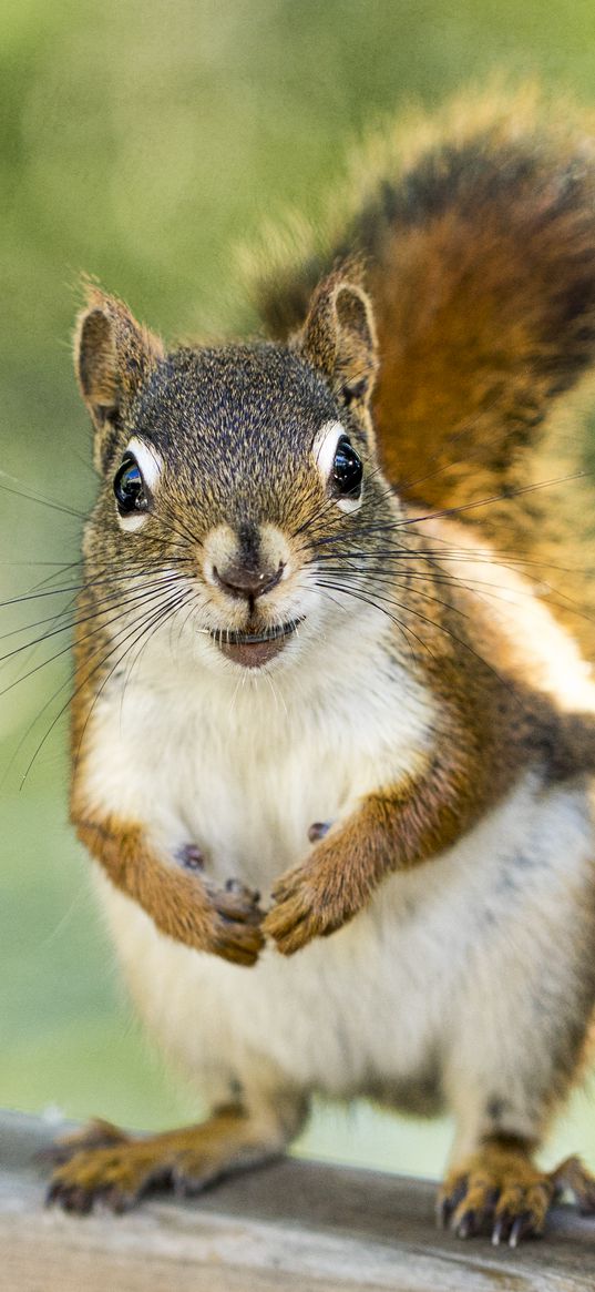 squirrel, rodent, animal, glance