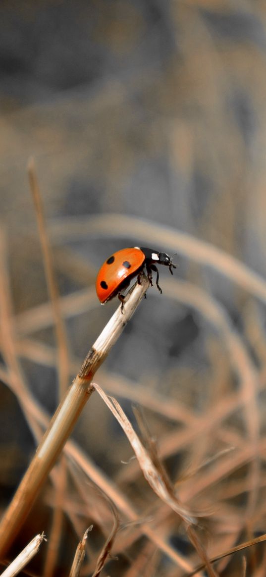 ladybug, grass, macro, focus