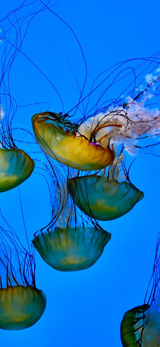 jellyfish, tentacle, underwater, water