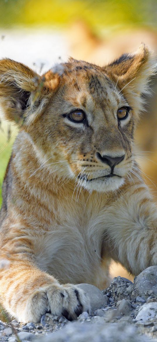 lion cub, predator, cub, glance