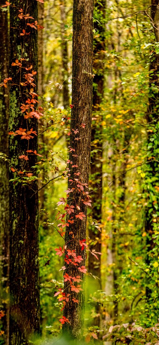 trees, forest, ivy, autumn