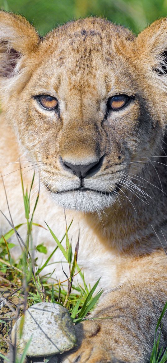 lion cub, cub, glance, predator, cat