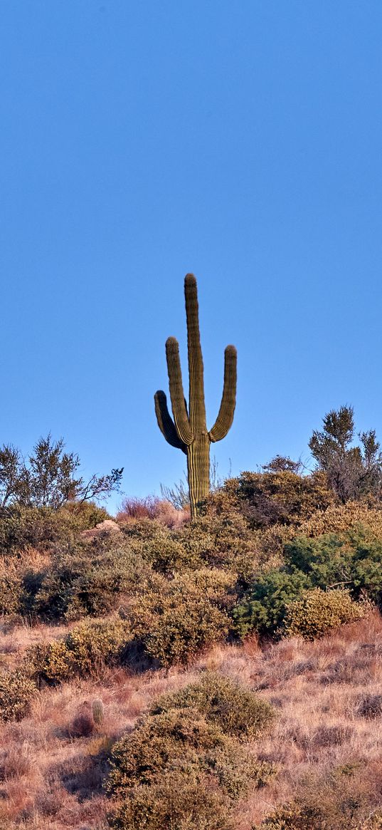 cactus, prairie, bushes, sky