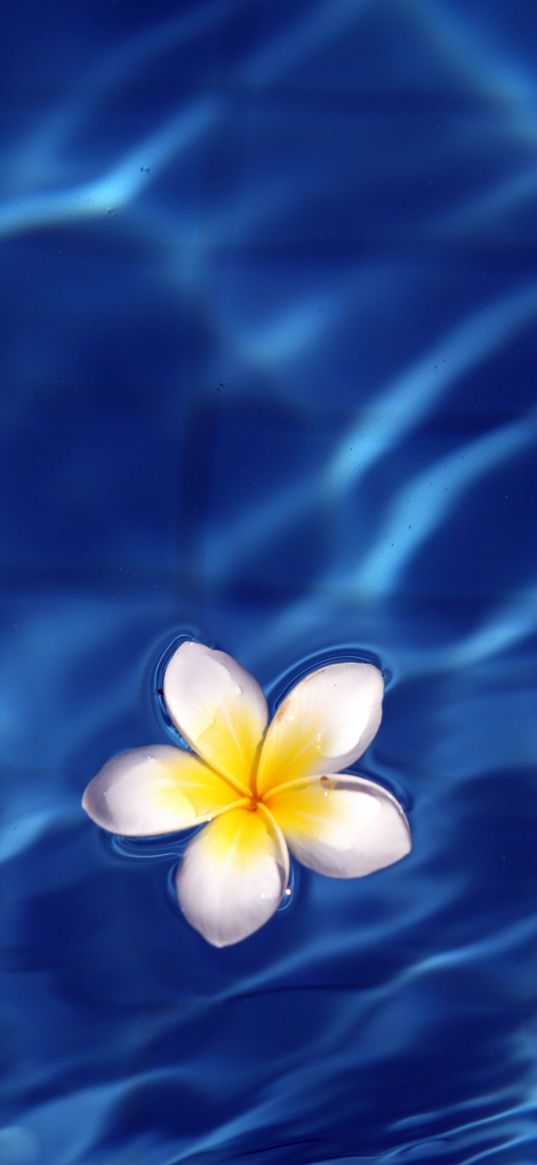 frangipani, flower, water, waves, glare