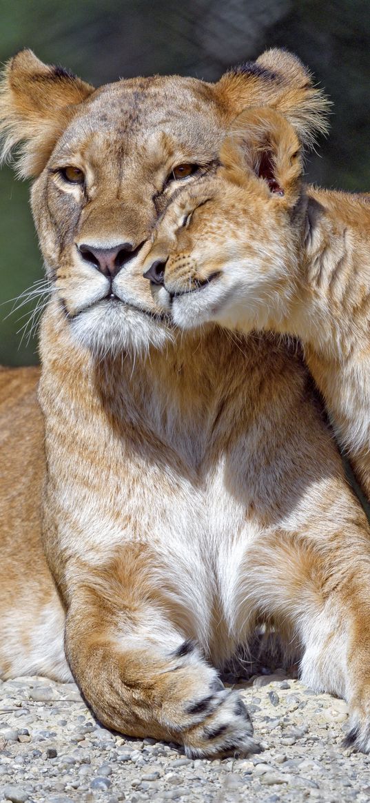 lioness, cub, family, cute, care, big cat