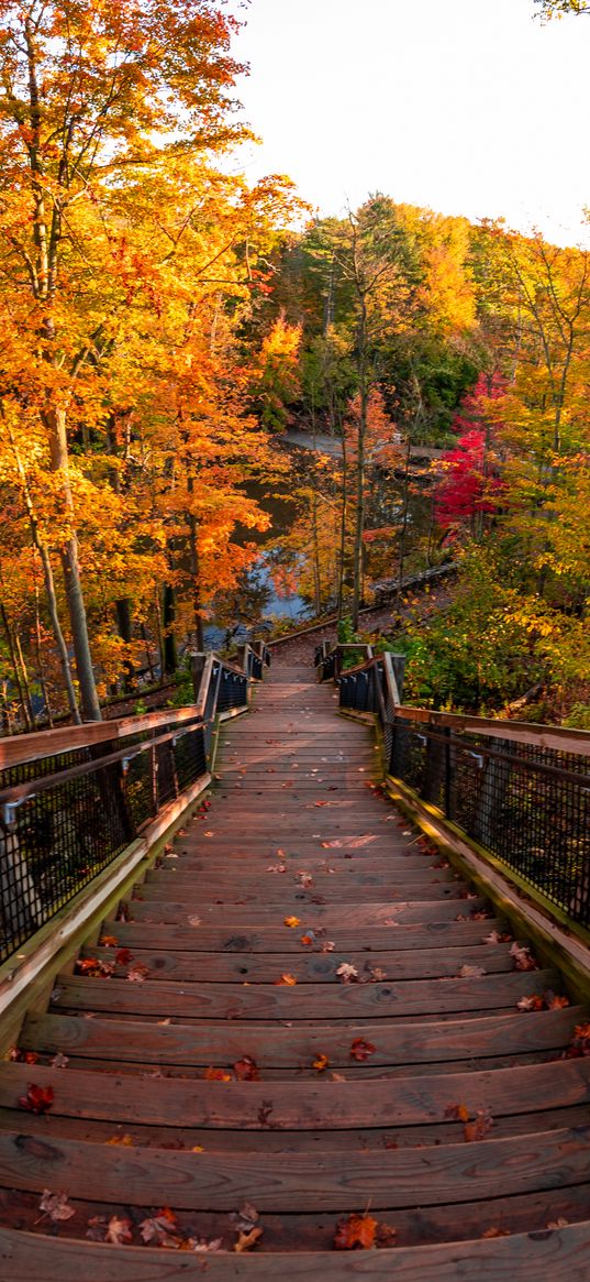 stairs, autumn, trees, steps, forest