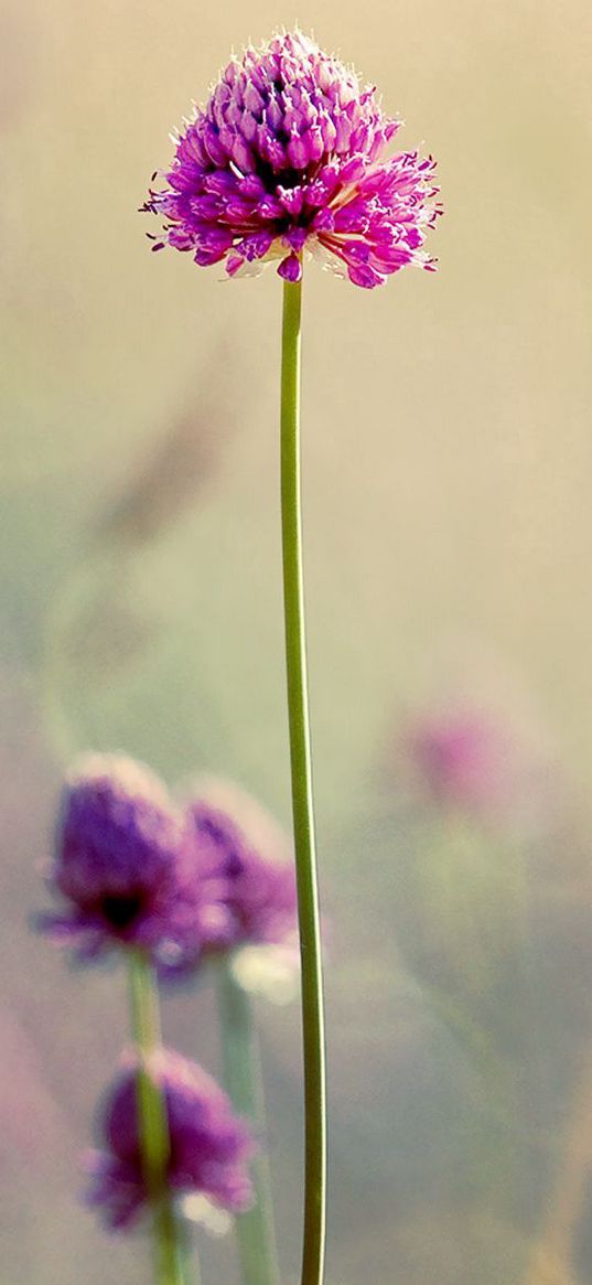 clover, flowers, blur, stem, field