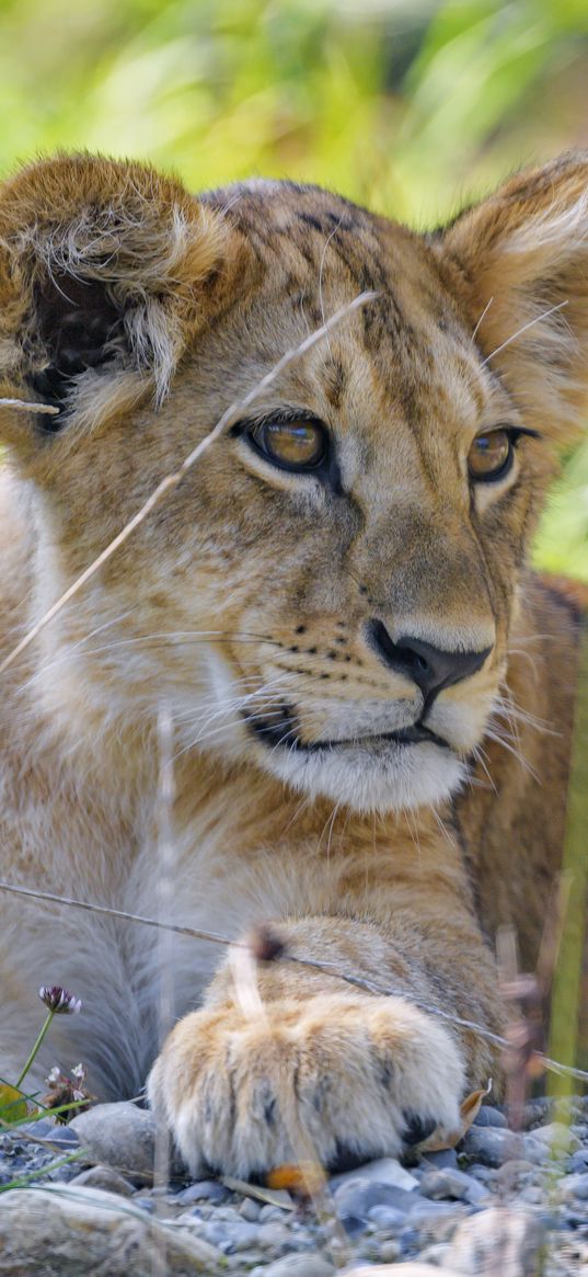 lion cub, cub, grass, predator, glance