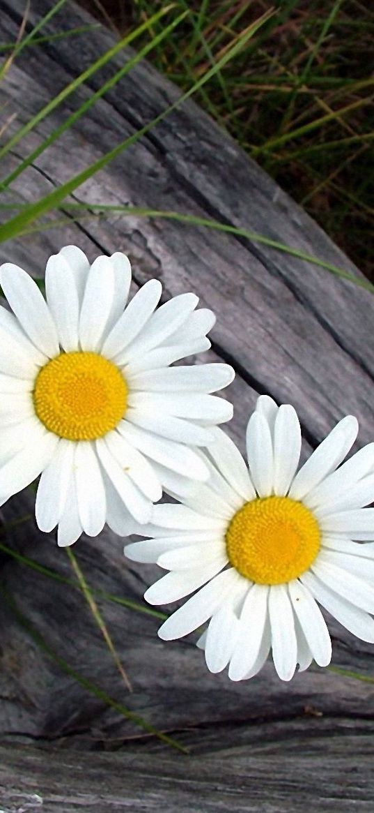 daisies, flowers, timber, grass