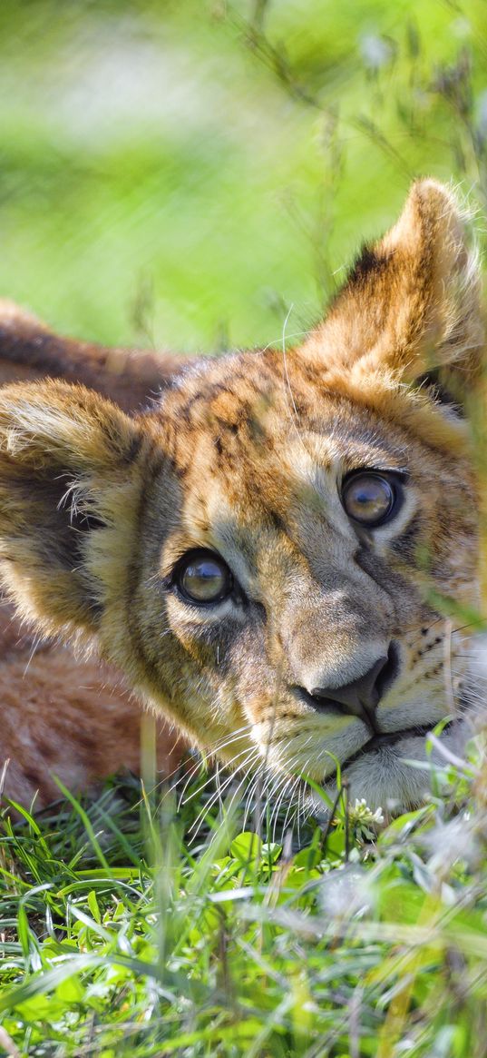 lion cub, cub, glance, predator, funny