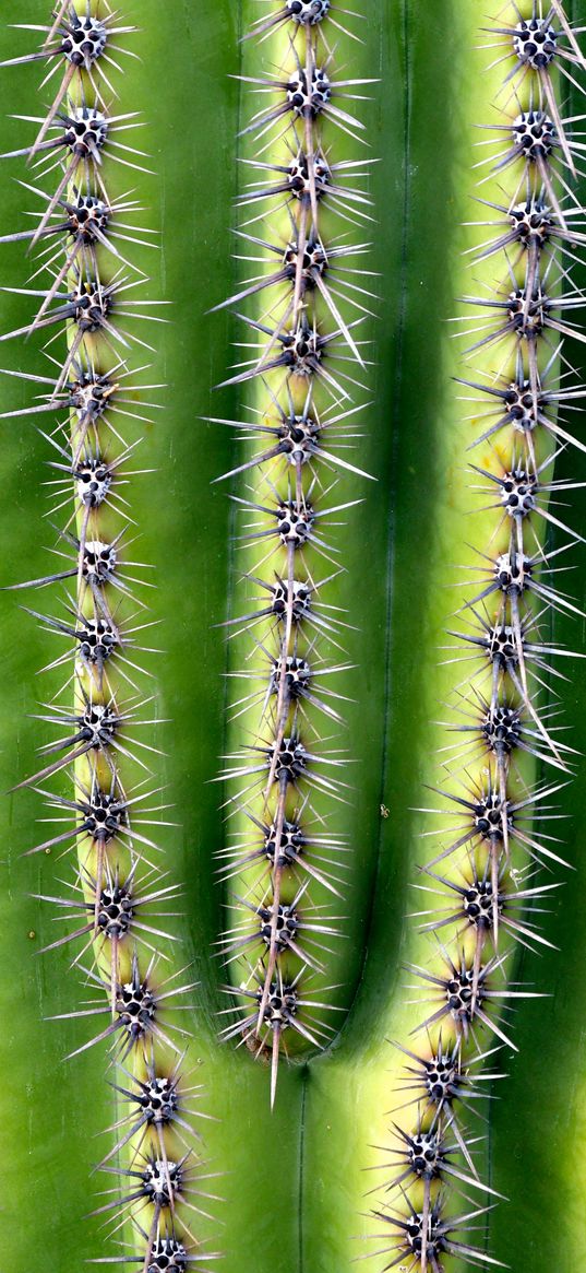 cactus, needles, thorns, plant, macro, green