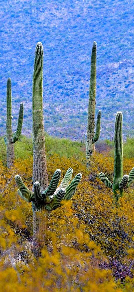 cacti, plant, bushes, branches