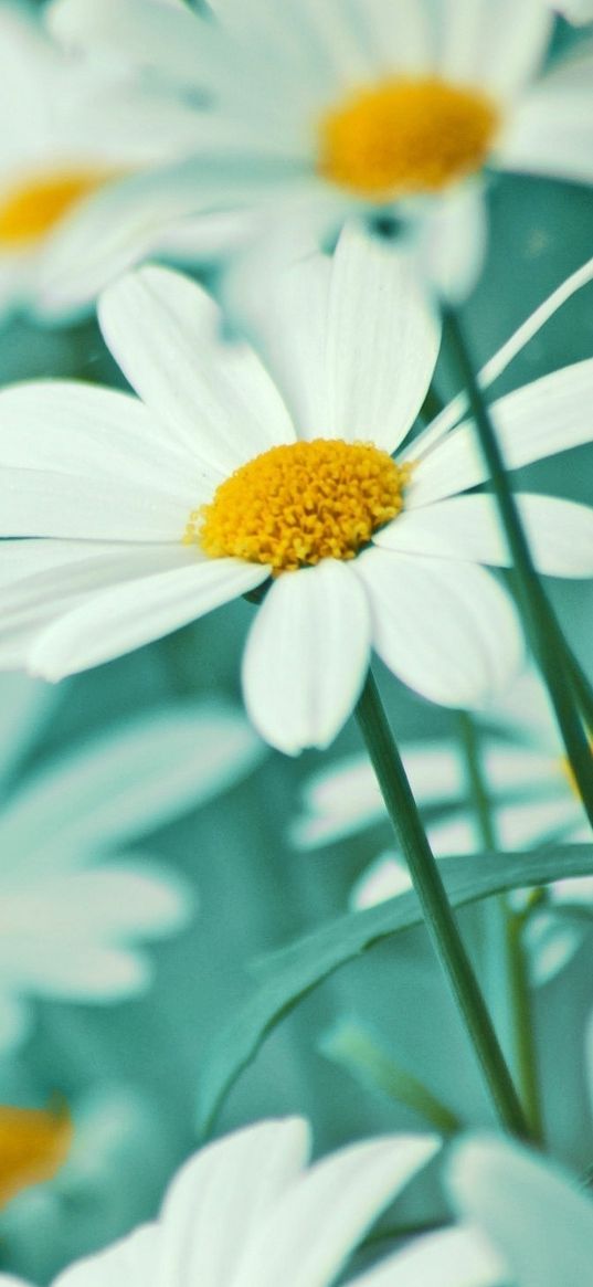 chamomile, flowers, blur, stalks, field