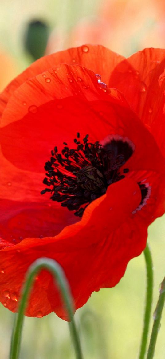 poppy, flower, bud, stamens, field, blur