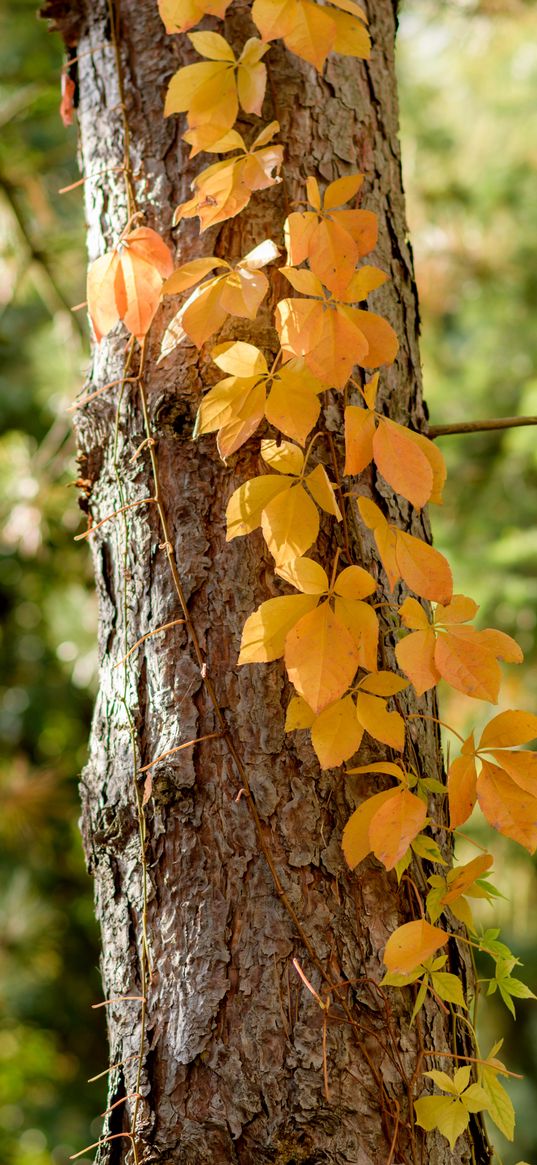 tree, ivy, plant, yellow, autumn