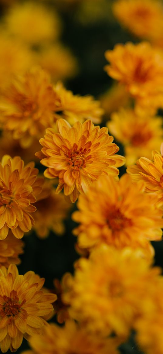 chrysanthemum, flowers, yellow, bouquet