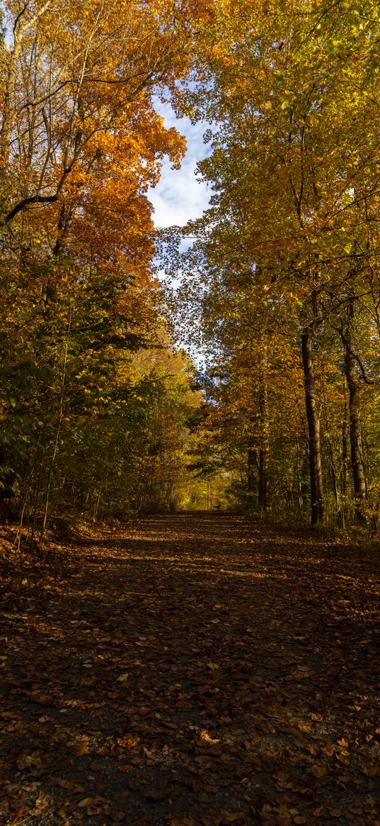 park, path, autumn, trees, fallen leaves