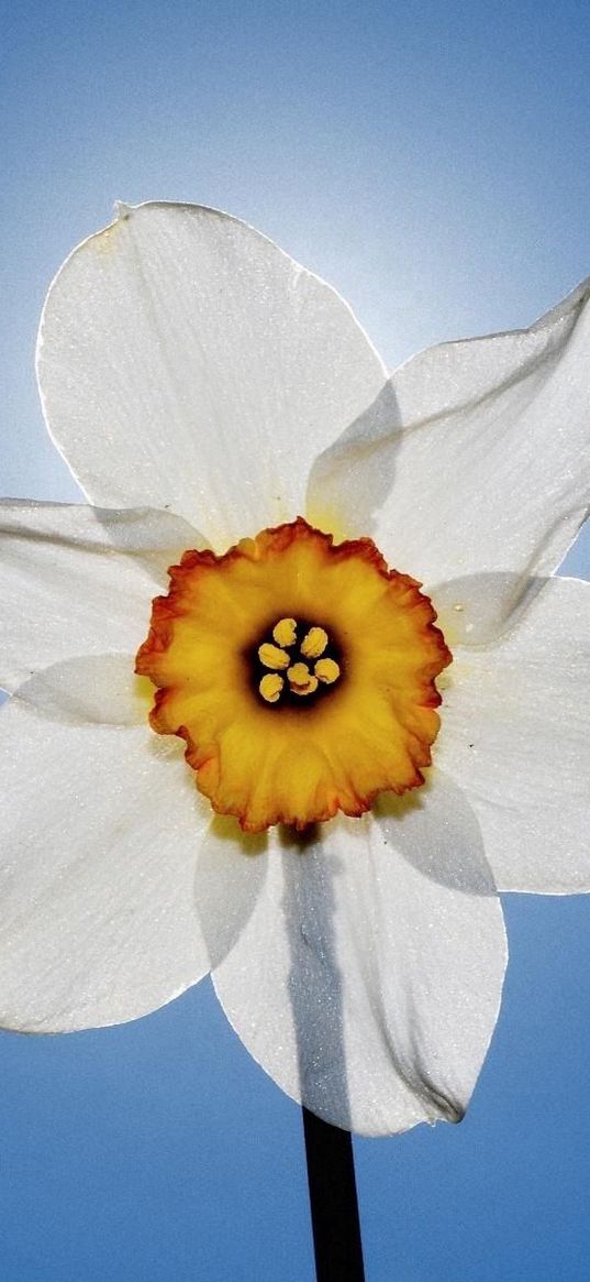 daffodil, flowers, sky, close-up
